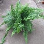波斯頓蕨