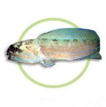 黑軟頜魚 黑軟頜魚