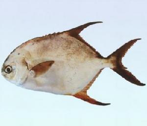 布氏鯧鰺 布氏鯧鰺