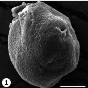 纖枝野丁香 纖枝野丁香