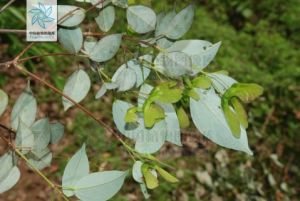 西疇油丹 西疇油丹