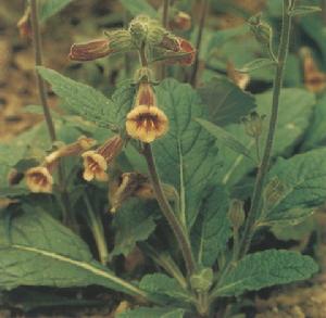地黃雙桂湯 地黃雙桂湯