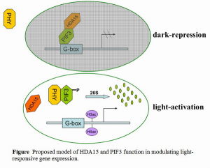 光敏色素 光敏色素