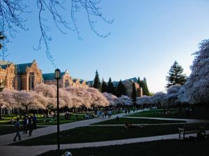 華盛頓大學校園