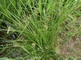 結壯飄拂草 結壯飄拂草