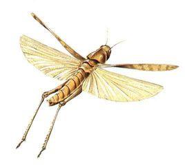 蟲媒傳染病 蟲媒傳染病