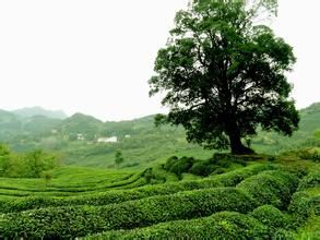 劉氏苔草 劉氏苔草