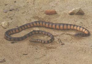 （圖）扁尾海蛇