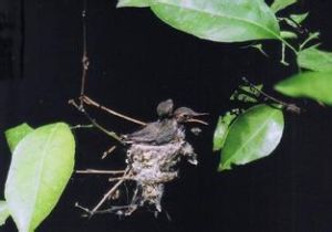 翠綠輝尾蜂鳥 翠綠輝尾蜂鳥