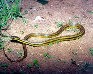 八線腹鏈蛇 八線腹鏈蛇