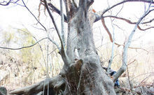 南夢溪 榔榆 千年 古樹