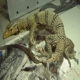 葛氏巨蜥 葛氏巨蜥