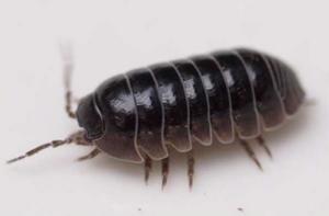 鼠婦[等足目潮蟲科動物]