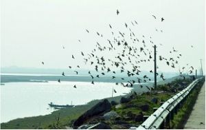 佳能影像公益 2009年作品