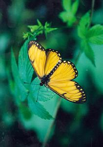 苧麻珍蝶 苧麻珍蝶