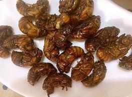 油炸知了 油炸知了