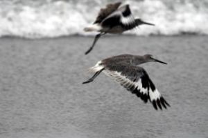 尖尾刀螳 尖尾刀螳