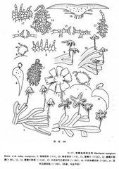 駝蹄瓣(原亞種) 駝蹄瓣(原亞種)