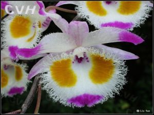 齒瓣石斛 齒瓣石斛