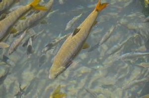 裂腹魚屬 裂腹魚屬