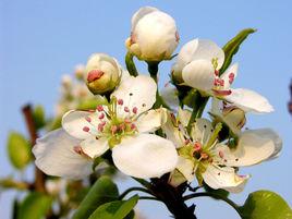 江岸梨花 江岸梨花
