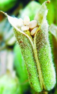 平輿白芝麻 平輿白芝麻