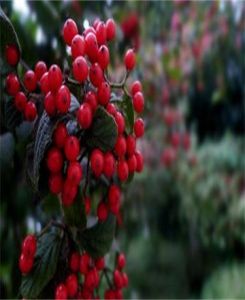 金山莢蒾 金山莢蒾