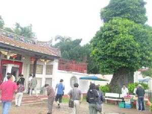 （圖）三寶廟前古樹