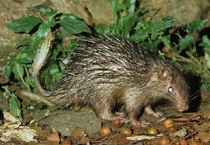 非洲帚尾豪豬 非洲帚尾豪豬