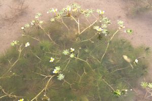 歧裂水毛茛 歧裂水毛茛