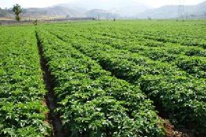 馬鈴薯（洋芋）