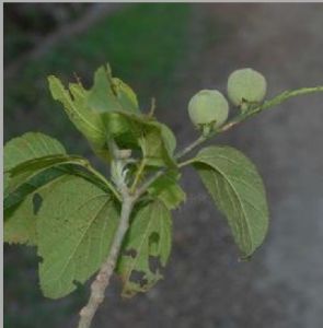 雲南巴豆 (原變種) 雲南巴豆 (原變種)