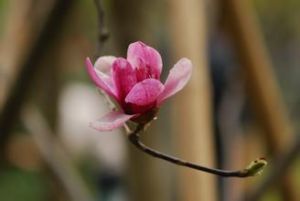 輪花木藍 輪花木藍