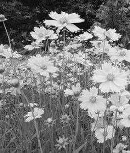 邊緣共生 邊緣共生