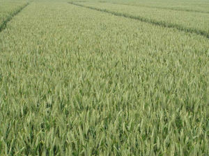 皖麥52號 皖麥52號