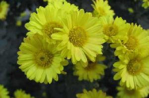 黃花菊 黃花菊