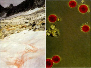 嗜冷生物 嗜冷生物