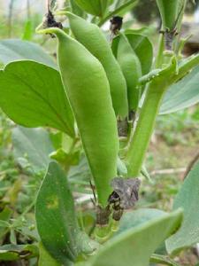 蠶豆莢殼[蠶豆莢殼]