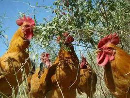 新疆枸杞雞 新疆枸杞雞