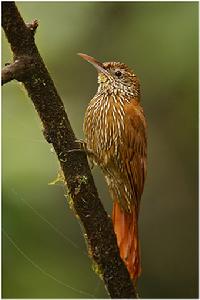 黃須啄木鳥 黃須啄木鳥