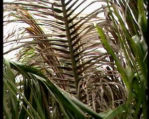 （圖）椰心葉甲的寄主