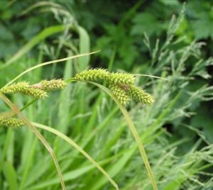 米柱薹草 米柱薹草