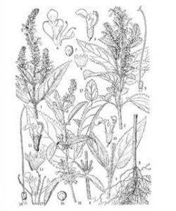 長毛香科科(原變種) 長毛香科科(原變種)