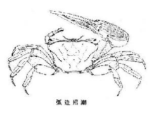 招潮蟹屬