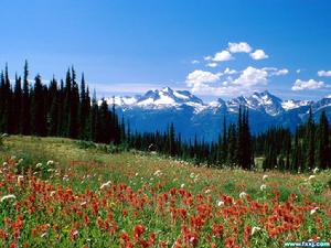 爛漫原野 爛漫原野