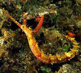 大葉海龍 大葉海龍