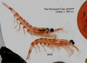 真蝦總目 真蝦總目