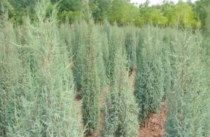 祁連圓柏 祁連圓柏