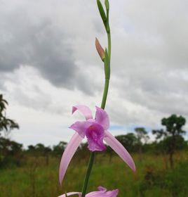 帕羅寧科雷蘭 帕羅寧科雷蘭