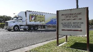 圖為一輛大貨車10日駛離與沙門氏菌案例有關的加州李文斯頓市福斯特農場（FosterFarms）家禽加工廠。